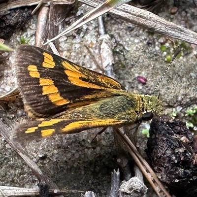 Ocybadistes flavovittata at Hat Head, NSW - 10 May 2025 by Pirom