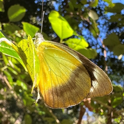 Belenois java at Arakoon, NSW - 6 May 2025 by Pirom