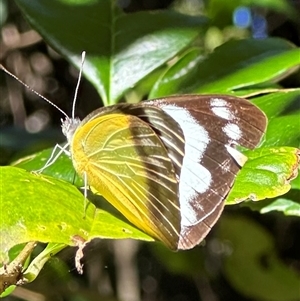 Appias paulina at Arakoon, NSW - 6 May 2025 11:19 AM