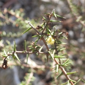 Acacia ulicifolia at Bango, NSW - Today by DavidDedenczuk
