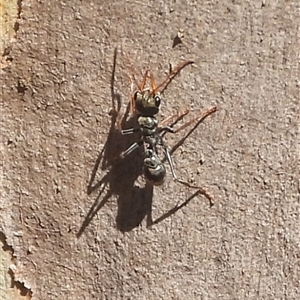 Myrmecia sp., pilosula-group (Jack jumper) at Bango, NSW - Today by DavidDedenczuk