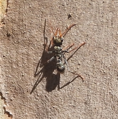 Myrmecia sp., pilosula-group (Jack jumper) at Bango, NSW - Yesterday by DavidDedenczuk