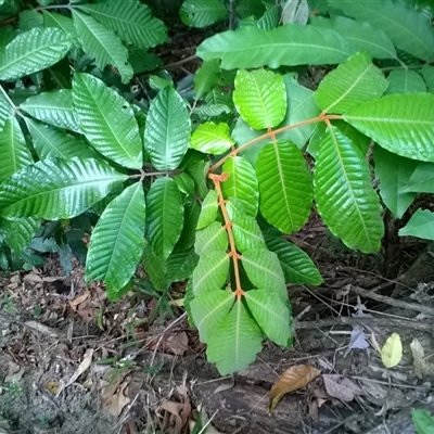 Aglaia ferruginea (rusty aglaia) at Julatten, QLD - 31 Oct 2015 by JasonPStewartNMsnc2016