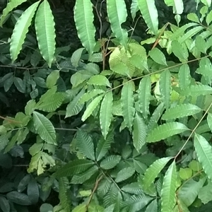 Aglaia ferruginea at Julatten, QLD - 31 Oct 2015 05:43 PM
