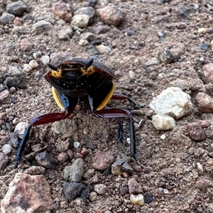 Platyzosteria similis at Hackett, ACT - Today by Pirom