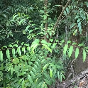 Zanthoxylum veneficum at Julatten, QLD - 31 Oct 2015 by JasonPStewartNMsnc2016