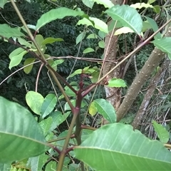 Zanthoxylum veneficum at Julatten, QLD - 31 Oct 2015 05:39 PM