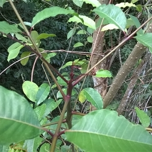 Zanthoxylum veneficum at Julatten, QLD - 31 Oct 2015 05:39 PM