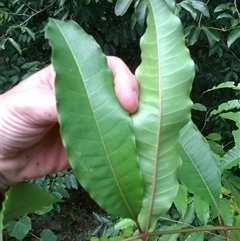 Zanthoxylum veneficum at Julatten, QLD - 31 Oct 2015 05:39 PM
