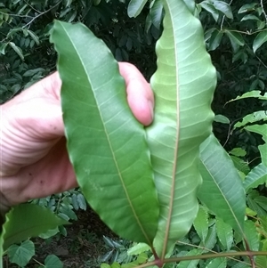 Zanthoxylum veneficum at Julatten, QLD - 31 Oct 2015 05:39 PM