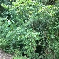 Zanthoxylum veneficum at Julatten, QLD - 31 Oct 2015 05:39 PM