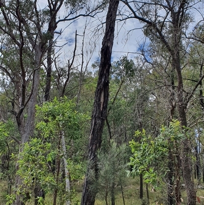 Unverified Other Tree at Lanitza, NSW - 21 Apr 2025 by MountKremnos
