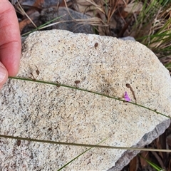 Unverified Other Wildflower or Herb at Lanitza, NSW - 21 Apr 2025 by MountKremnos