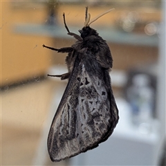 Oxycanus silvanus (Pale Oxycanus) by HelenCross