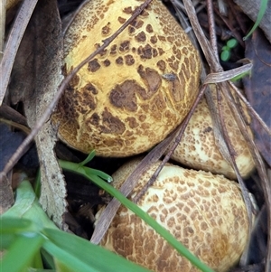 Unverified Fungus at Kambah, ACT - Today by HelenCross