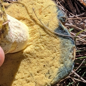 Bolete sp. at Kambah, ACT - 25 May 2025 11:42 AM