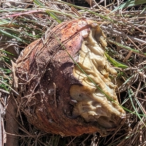 Bolete sp. at Kambah, ACT - 25 May 2025 11:42 AM