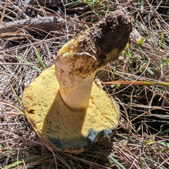 Bolete sp. at Kambah, ACT - 25 May 2025 11:42 AM