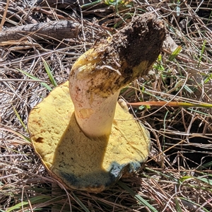 Bolete sp. at Kambah, ACT - 25 May 2025 11:42 AM