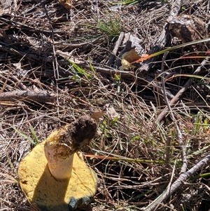 Bolete sp. at Kambah, ACT - 25 May 2025 11:42 AM