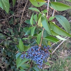 Ligustrum lucidum (Large-leaved Privet) at Kambah, ACT - 25 May 2025 by HelenCross