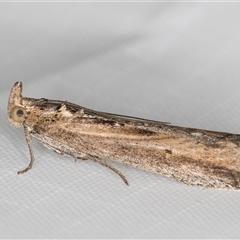 Morosaphycita oculiferella (A Pyralid moth (Phycitinae) at Melba, ACT - 21 May 2025 by kasiaaus