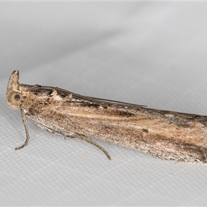 Morosaphycita oculiferella (A Pyralid moth (Phycitinae) at Melba, ACT - 21 May 2025 by kasiaaus
