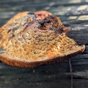 Unverified Cap on a stem; gills below cap [mushrooms or mushroom-like] at Kambah, ACT - Today by HelenCross