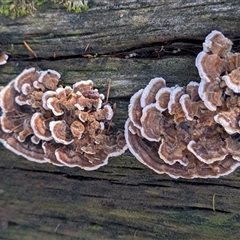 Trametes versicolor at Kambah, ACT - 25 May 2025 by HelenCross