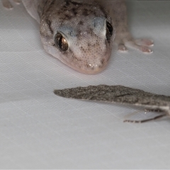 Christinus marmoratus (Southern Marbled Gecko) at Melba, ACT - 21 May 2025 by kasiaaus