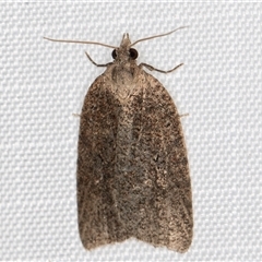 Meritastis umbrosa (A Tortricid moth (Epitymbiini)) at Melba, ACT - 21 May 2025 by kasiaaus