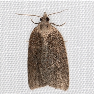 Meritastis polygraphana at Melba, ACT - 21 May 2025 by kasiaaus