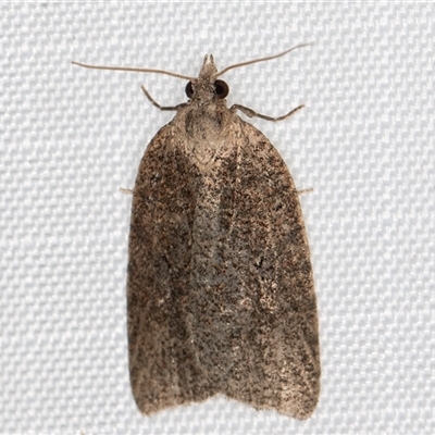 Meritastis umbrosa (A Tortricid moth (Epitymbiini)) at Melba, ACT - 21 May 2025 by kasiaaus