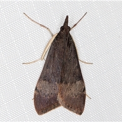 Uresiphita ornithopteralis (Tree Lucerne Moth) at Melba, ACT - 21 May 2025 by kasiaaus