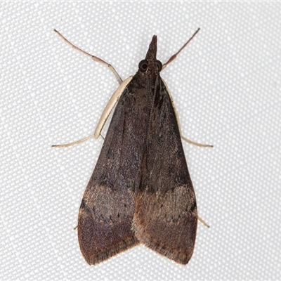 Uresiphita ornithopteralis (Tree Lucerne Moth) at Melba, ACT - 21 May 2025 by kasiaaus