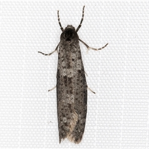 Lepidoscia adelopis, annosella and similar species at Melba, ACT - 21 May 2025 by kasiaaus