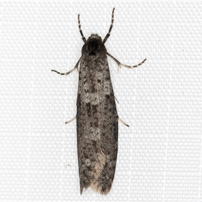 Lepidoscia adelopis, annosella and similar species (A Case moth) at Melba, ACT - 21 May 2025 by kasiaaus