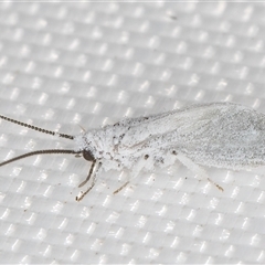 Coniopterygidae (family) (Dusty lacewing or Dustywing) at Melba, ACT - 21 May 2025 by kasiaaus