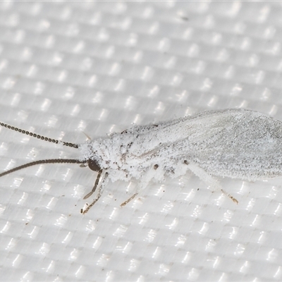 Coniopterygidae (family) (Dusty lacewing or Dustywing) at Melba, ACT - 21 May 2025 by kasiaaus