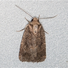 Proteuxoa sp. (07) (MoV, Part 9) (A Noctuid moth (Acronictinae)) at Melba, ACT - 21 May 2025 by kasiaaus