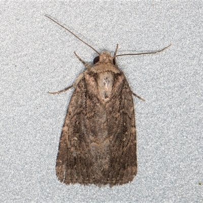 Proteuxoa sp. (07) (MoV, Part 9) (A Noctuid moth (Acronictinae)) at Melba, ACT - 21 May 2025 by kasiaaus