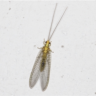 Italochrysa insignis (A Green Lacewing) at Melba, ACT - 22 May 2025 by kasiaaus