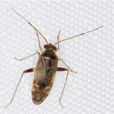 Diomocoris (genus) (A mirid bug) at Melba, ACT - 22 May 2025 by kasiaaus