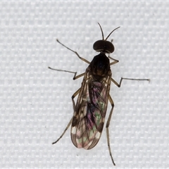 Sylvicola (genus) (A wood gnat) at Melba, ACT - 22 May 2025 by kasiaaus