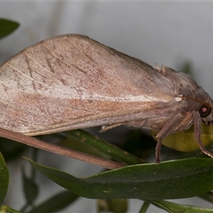 Oxycanus australis at Melba, ACT - 22 May 2025 by kasiaaus