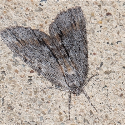 Chlenias banksiaria group (A Geometer moth) at Melba, ACT - 22 May 2025 by kasiaaus