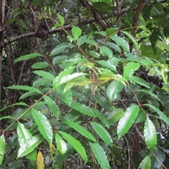 Zanthoxylum veneficum at Julatten, QLD - 23 Mar 2023 by JasonPStewartNMsnc2016