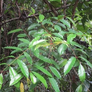 Zanthoxylum veneficum at Julatten, QLD - 23 Mar 2023 by JasonPStewartNMsnc2016