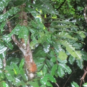 Aglaia ferruginea (rusty aglaia) at Julatten, QLD - 23 Mar 2023 by JasonPStewartNMsnc2016