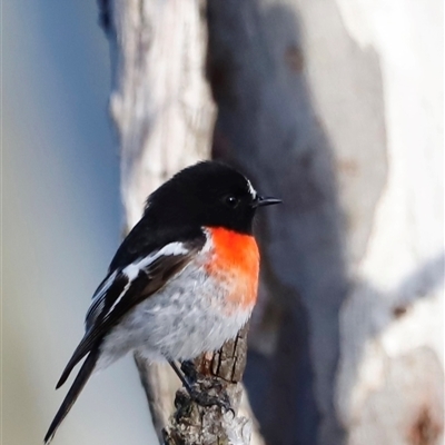 Petroica boodang (Scarlet Robin) at Whitlam, ACT - 25 May 2025 by JimL